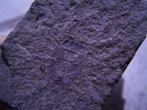 Stinkwanze aus dem Limfjord von Dänemark