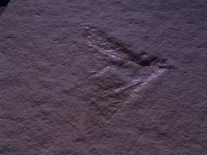 Holzwespe aus Solnhofen