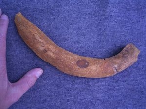 Seekuh Rippe aus dem Oligozän # 3