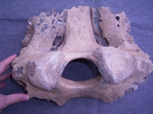 Mammut Hinterhaupt aus Deutschland