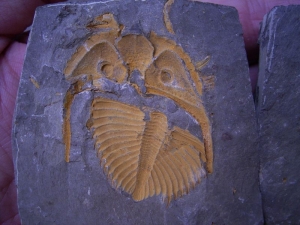 Coronocephalus
