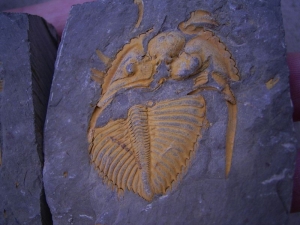 Coronocephalus