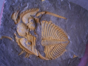 Coronocephalus