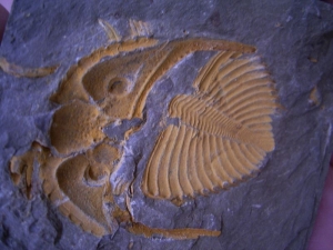Coronocephalus