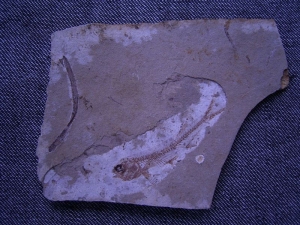 Fisch und Pflanze aus dem Jura von China #2