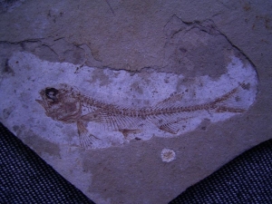 Fisch und Pflanze aus dem Jura von China #2