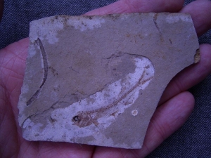 Fisch und Pflanze aus dem Jura von China #2