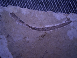 Fisch und Pflanze aus dem Jura von China #2