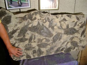 Huge triassic fish slab