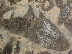 Riesige Fisch-Platte aus der Trias