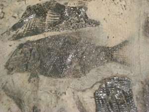 Riesige Fisch-Platte aus der Trias
