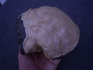 (XX) Endocast von Homo Erectus Reilingensis