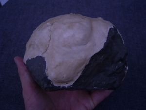 (XX) Endocast von Homo Erectus Reilingensis