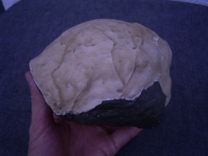 (XX) Endocast von Homo Erectus Reilingensis