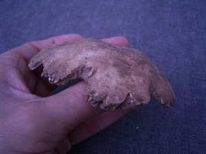 Homo Neanderthalensis Sarstedt II