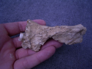 (3) Oberkieferfragment mit Zahn Arago XLV