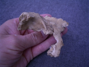 (3) Oberkieferfragment mit Zahn Arago XLV