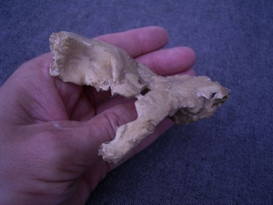 (3) Oberkieferfragment mit Zahn Arago XLV