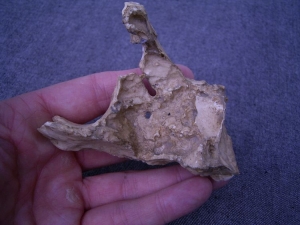 (3) Oberkieferfragment mit Zahn Arago XLV