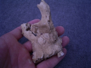 (3) Oberkieferfragment mit Zahn Arago XLV