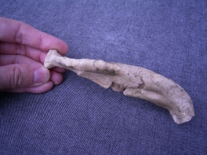 (5) Unterkieferfragment mit fünf Zähnen Arago XIII