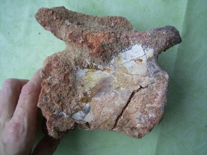 Schwanzwirbel eines Sauropoden