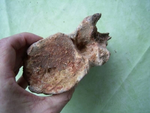 Schwanzwirbel eines Sauropoden