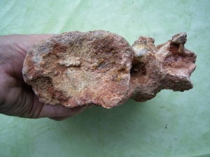 Schwanzwirbel eines Sauropoden