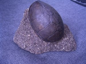 Schildkrötenpanzer aus dem Pleistozän