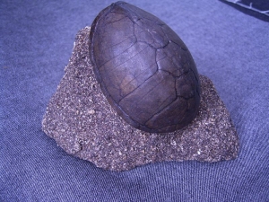 Schildkrötenpanzer aus dem Pleistozän