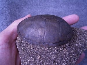 Schildkrötenpanzer aus dem Pleistozän