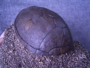 Schildkrötenpanzer aus dem Pleistozän