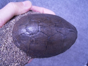 Schildkrötenpanzer aus dem Pleistozän