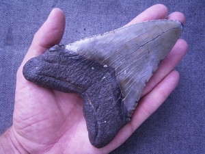 Megalodon Zahn