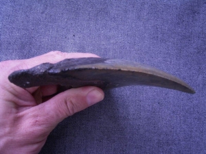 Megalodon Zahn