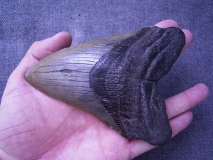 Megalodon Zahn