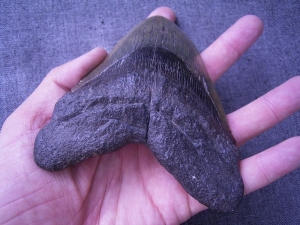 Megalodon Zahn