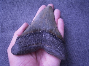 Megalodon Zahn