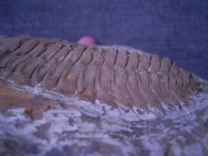 Trilobit Cambropallas telesto