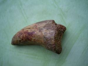 Carcharodontosaurus claw