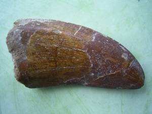 Carcharodontosaurus Zahn