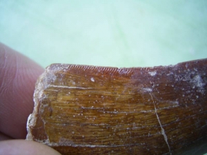 Carcharodontosaurus Zahn