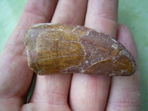 Carcharodontosaurus Zahn