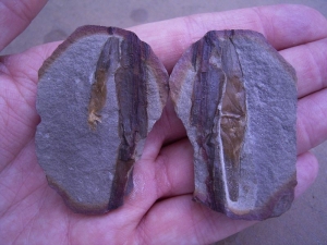 Hai-Ei an Pflanze befestigt