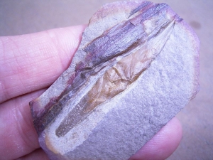 Hai-Ei an Pflanze befestigt