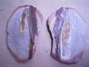 Hai-Ei an Pflanze befestigt