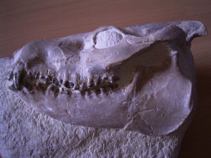 Leptauchenia Schädel