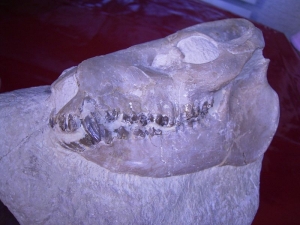 Leptauchenia Schädel