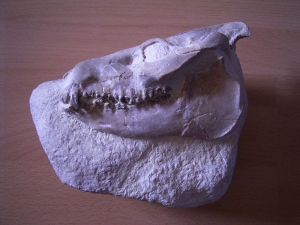 Leptauchenia Schädel