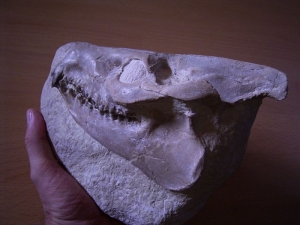 Leptauchenia Schädel
